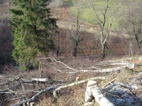  dropped ready for the digger to clear up